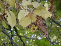 Tilia tomentosa - lípa stříbrná
