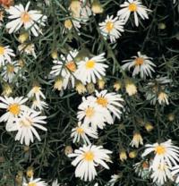 Aster pringlei 'Monte Cassino' - hvězdnice Pringleova (READERS DIGEST VÝBĚR)