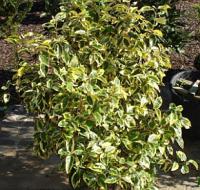 Elaeagnus x ebbingei 'Gilt Edge' - hlošina Ebbingeova