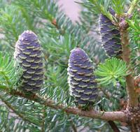 Jehličnany:  Abies koreana - jedle korejská