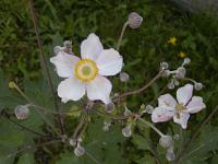 Tevlaky: Anemone hupehensis - sasankovka Tevlaky: Anemone hupehensis - sasankovka