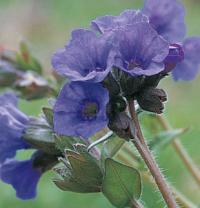 Pulmonaria angustifolia ‘Munstead Blue’ - plicník úzkolistý  (READERS DIGEST VÝBĚR)