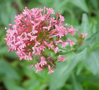 Centranthus ruber - mavuň červená