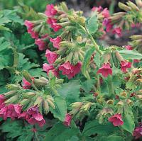 Pulmonaria rubra 'Redstart' - plicník červený (READERS DIGEST VÝBĚR)