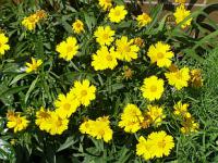 Suchomilné trvalky: Aster amellus - hvězdnice chlumní