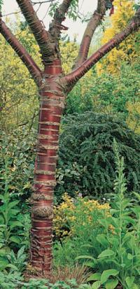 Prunus serrula - třešeň tibetská (READERS DIGEST VÝBĚR)