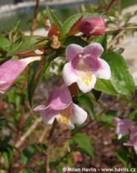 Abelia engleriana - abélie Englerova