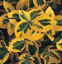 Euonymus fortunei 'Emerald ‘n’ Gold' - brslen Fortuneův (READERS DIGEST VÝBĚR) Euonymus fortunei 'Emerald ‘n’ Gold' - brslen Fortuneův (READERS DIGEST VÝBĚR)