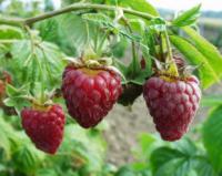 Rubus idaeus 'Tulameen' - maliník (FYTOS)