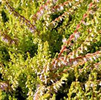 Calluna vulgaris 'Boskoop' - vřes obecný