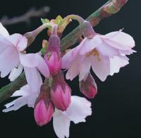 Prunus x subhirtella 'Autumnalis' - višeň chloupkatá (READERS DIGEST VÝBĚR)