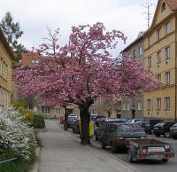 Okrasné dřeviny: višeň pilovitá - Prunus serrulata 'Kanzan'
