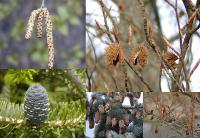 Hamamelis - vilín