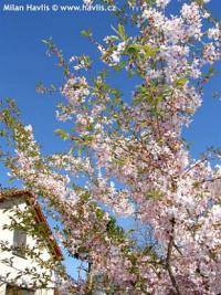 Prunus subhirtella 'Autumnalis Rosea' - višeň chloupkatá