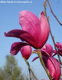 Magnolia x soulangeana 'Dorsopurpurea' - šácholan Soulangeův