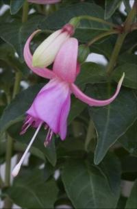 Fuchsia x hybrida 'Maria Landy' - fuchsie, čílko