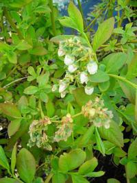 Vaccinium corymbosum 'Bluecrop' - borůvka chocholičnatá