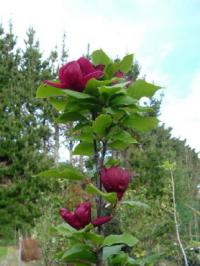 Magnolia x 'Genie' - šácholan