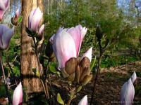 Magnolia 'Satisfaction' - magnólie, šácholan