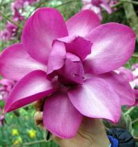 Magnolia 'Lanarth' - šácholan