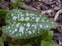 Pulmonaria officinalis - plicník lékařský