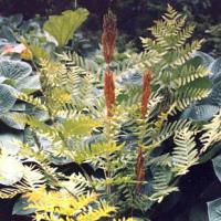 Osmunda regalis - podezdřeň královská