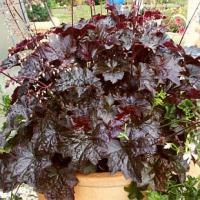 Heuchera americana 'Palace Purple' - dlužicha purpurová