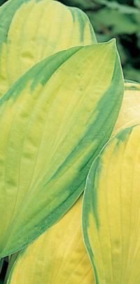 Hosta 'Gold Standard' - bohyška (READERS DIGEST VÝBĚR)
