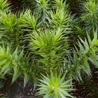 Araucaria araucana - blahočet chilský