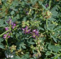 Zelené hnojení pro zlepšení půdy: Medicago sativa - vojtěška setá