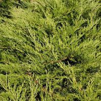 Juniperus sabina 'Buffalo' - jalovec chvojka