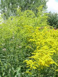 Solidago - zlatobýl (PROVOBIS)