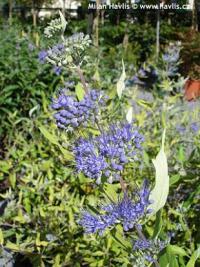 Caryopteris x clandonensis 'Worcester Gold' - ořechoplodec, ořechokřídlec