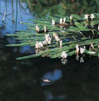 Aponogeton distachyos - kalatka dvojklasá (READERS DIGEST VÝBĚR)