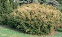 Taxus baccata ‘Washingtonii’ [foto 3] (ZPK)