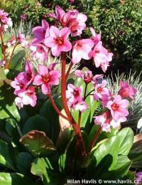 Bergenia 'Pink Dragonfly' - bergénie