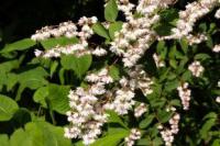 Kvetoucí živý plot: Deutzia gracilis (TIP ZC CS)