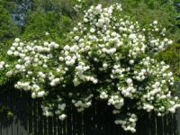 Kvetoucí živý plot: Viburnum opulus ´Roseum´ (TIP ZC CS)