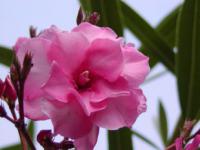 Nerium oleander - oleandr obecný