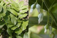 Polygonatum - kokořík