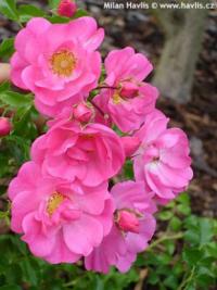 Rosa 'Neon' ® - růže Rosa 'Neon' ® - růže