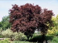 Malokorunné stromy s červenými listy: Prunus cerasifera 'Nigra' (TIP ZC CS)