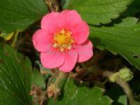 Fragaria x ananassa 'Fragoo F1 Deep Rose' - jahodník