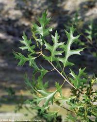 Quercus palustris - dub bahenní