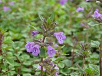 Acinos alpinus - pamětník alpský