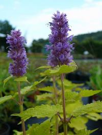 Agastache foeniculum 'Golden Jubilee' - agastache anýzová Agastache foeniculum 'Golden Jubilee' - agastache anýzová