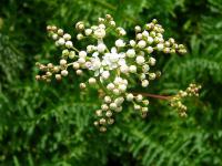 Filipendula vulgaris 'Plena' - tužebník obecný