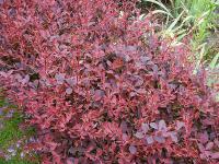 Berberis thunbergii 'Atropurpurea' - dřišťál thunbergův