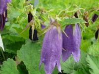 Campanula punctata 'Sarastro' - zvonek tečkovaný