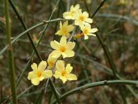 Jasminum nudiflorum - jasmín nahokvětý